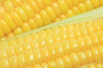 とうもろこし　コーン　野菜