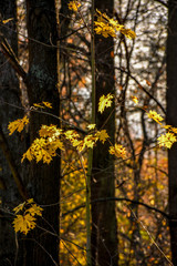 Frosty autumn morning in a forest Park. Leaves and plants in frost.