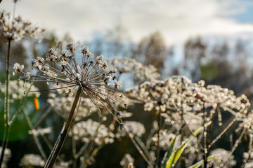 Frosty autumn morning in a forest Park. Leaves and plants in frost.