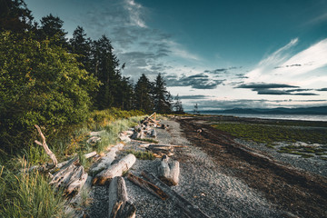 Obraz premium Driftwood i kłody na piaszczystej plaży na wyspie Vancouver z lasem i błękitnym niebem w backgorund.