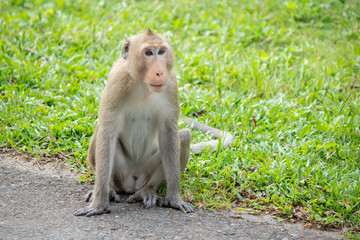 asian monkey sit in a park