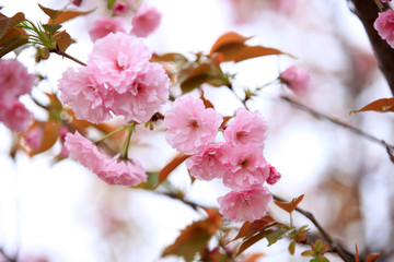Fototapeta na wymiar The cherry blossom