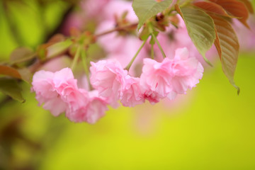 Obraz premium The cherry blossom