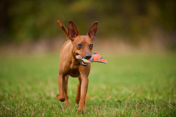 Zwergpinscher mit Spielzeug im Maul