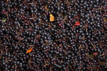 Bunches of black chokeberry ( Aronia melanocarpa ) as background Close up