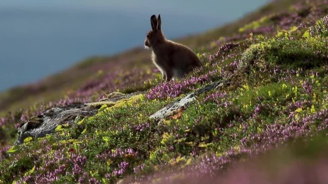 Mountain hare, Lepus timidus, amongst ling purple heather on a mountain slope in cairngorms NP, scotland during july.