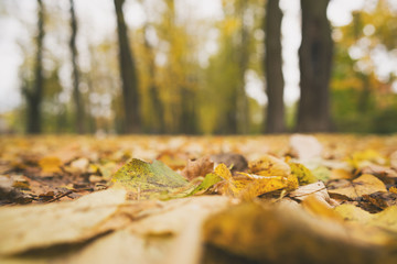 low angle toned photo of autumn linden alley