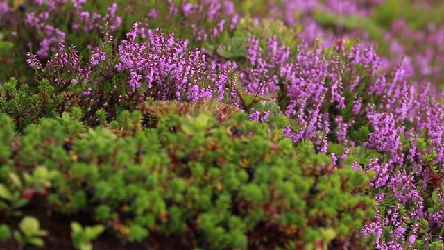Crow and cloudberry fruit amongst flowering ling/bell heather during july on a slope in the cairngorms NP, scotland.