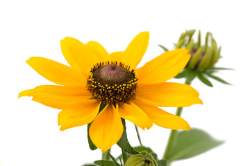 Fototapeta premium Rudbeckia hirta