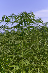 Field of green medical cannabis. 