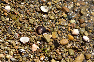 Shells at the Lake