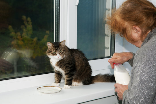 Old Woman Is Feeding A Cat Milk From A Saucer