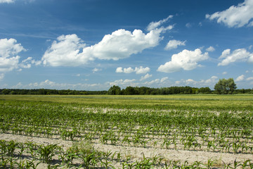 Field of young corn, forest and white clouds in the sky