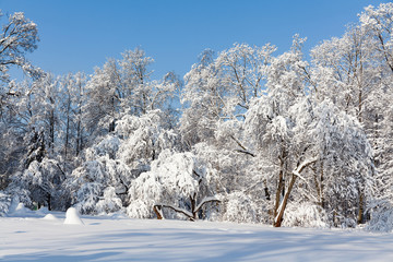 Beautiful winter forest, snow covered trees against blue sky. Cold season weather snowy landscape. Snowy xmas background