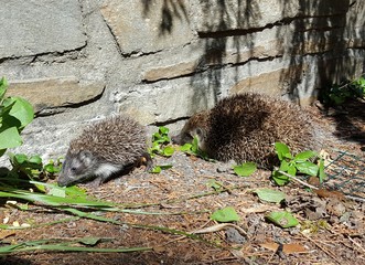 Igel - Mutter & Baby