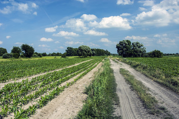 Field of young corn on a sandy road © darekb22