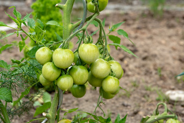 Tomato fruit on the plant - Solanum lycopersicum