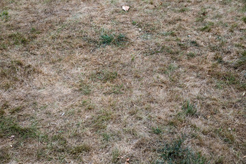 Brauner trockener Rasen Sommer 2018