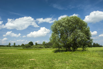 Fototapeta na wymiar Big willow tree on a green meadow