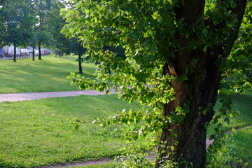 Fototapeta na wymiar A branch of a young tree, green leaves. Swaying in the wind. Summer. Park area.
