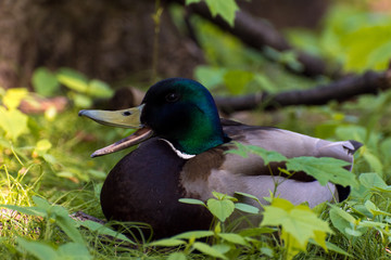 The duck sits in the green grass