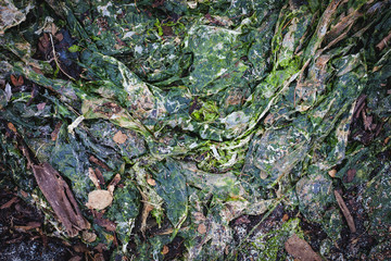 Seaweed mess background