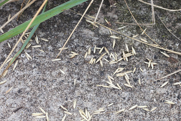 Grass grains on concrete