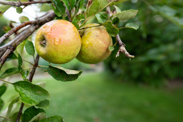 Apple hang on apple tree in late summer or early autumn