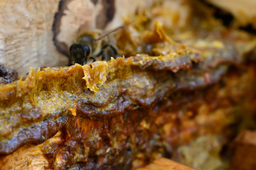 Propolis in the middle of a hive with bees. Bee glue. Bee products. Apitherapy. Apiculture.