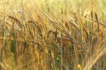 ripening harvest of cereals/ lot of spikelets in a field in the sunlight 