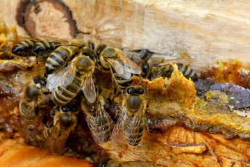 Propolis in the middle of a hive with bees. Bee glue. Bee products. Apitherapy. Apiculture.