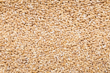 Dry wheat grains texture