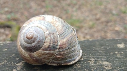 Brown snail on the wood