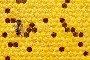 Bee on a cell with larvae. Bees Broods. Concept of beekeeping.