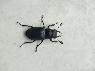 Dorcus parallelus black insect bug