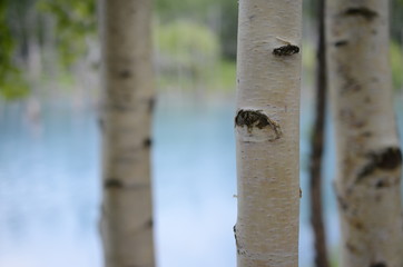 北海道 青い池　カバノキ
