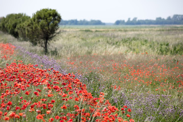 Red poppy blooming in front of a blurred meadow with cornflower and trees