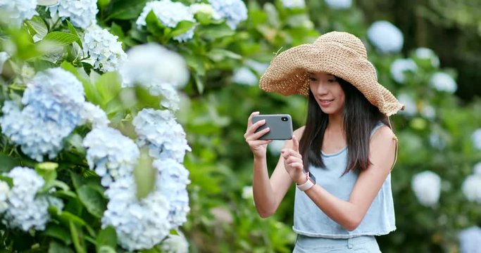 Woman taking photo on Hydrangea flower in Hydrangea farm