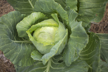 Fototapeta premium Head of Organic Green Cabbage