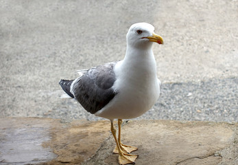 Close-up of a seagull on the beach.