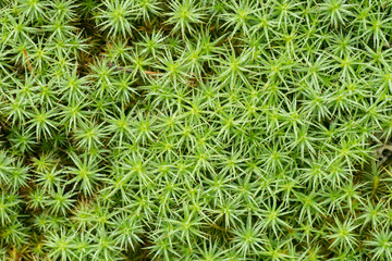 moss ( bank haircap moss- polytrichastrum formosum ) background macro