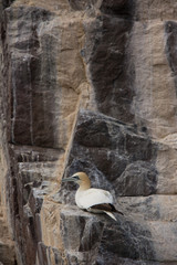 Northeern gannet (Morus bassanus) perched on cliff at colony