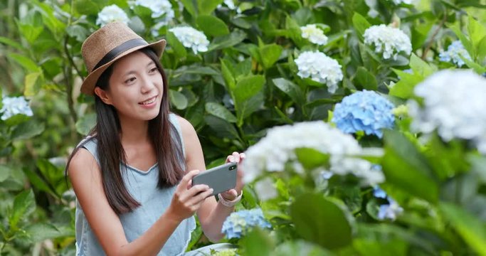 Young Woman taking photo on Hydrangea farm