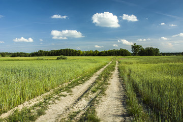 Fototapeta na wymiar Rural sandy road through green fields to the forest