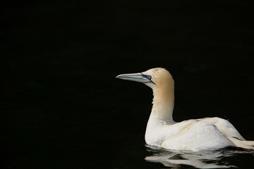 Northeern gannet (Morus bassanus) perched on cliff at colony