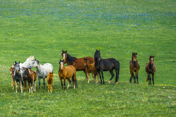 Herd of horses in a meadow