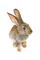 gray rabbit