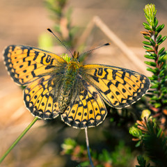 A small butterfly sitting on a swamp plants. Natural scenery of butterfly in natural gabitat in Latvia, Northern Europe.