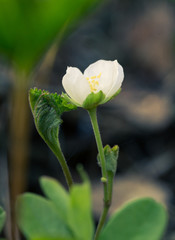 A beautiful cloudberry flower and leaf in a natural habitat of swamp. Closeup scenery of a wetland flora in Latvia, Northern Europe. Shallow depth of field.