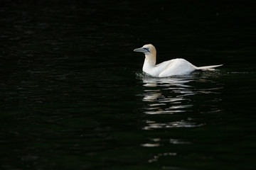Northeern gannet (Morus bassanus) perched on cliff at colony